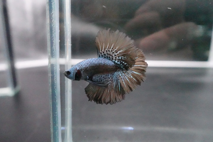 Rare Halfmoon Alien Betta Fish
