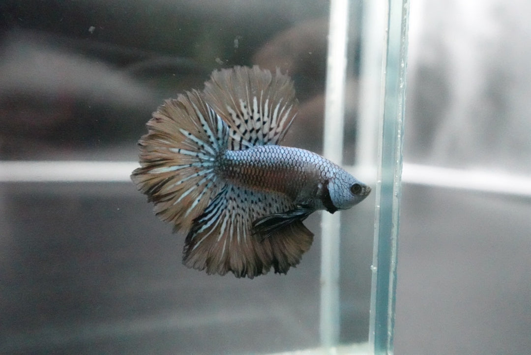 Rare Halfmoon Alien Betta Fish