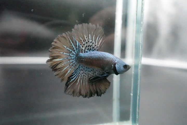 Rare Halfmoon Alien Betta Fish