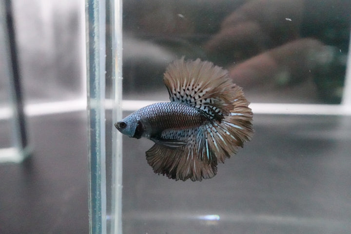 Rare Halfmoon Alien Betta Fish