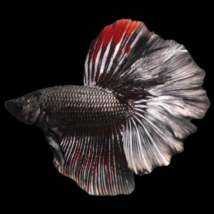 Rare Halfmoon Black Copper Betta Fish