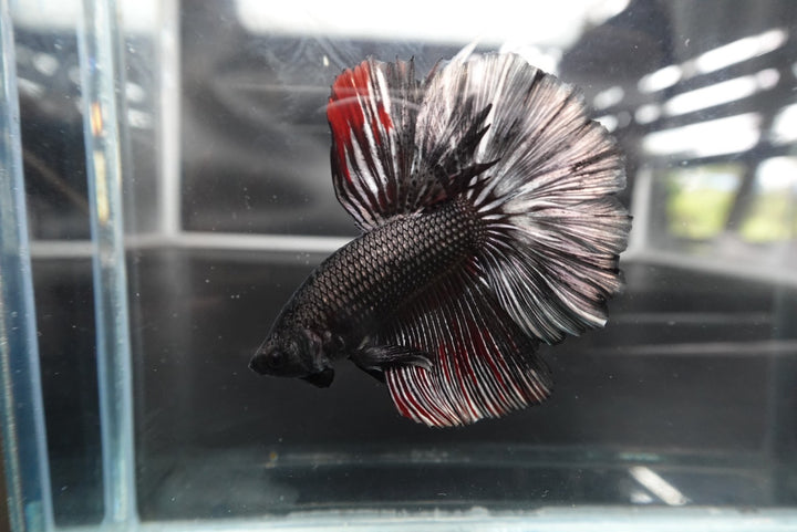 Rare Halfmoon Black Copper Betta Fish