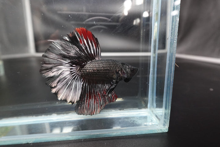 Rare Halfmoon Black Copper Betta Fish