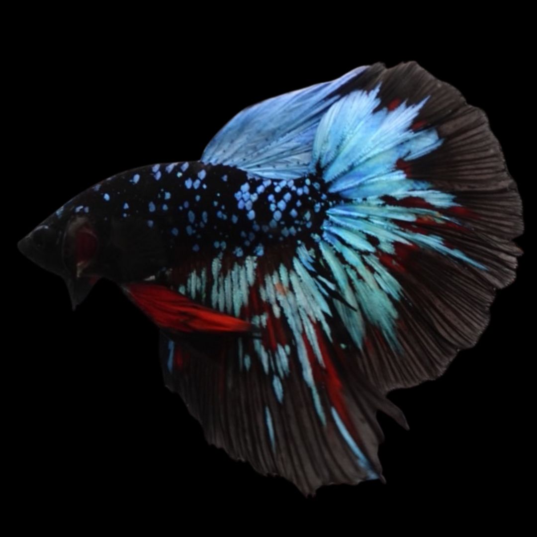 Rare Halfmoon Black Star Betta Fish