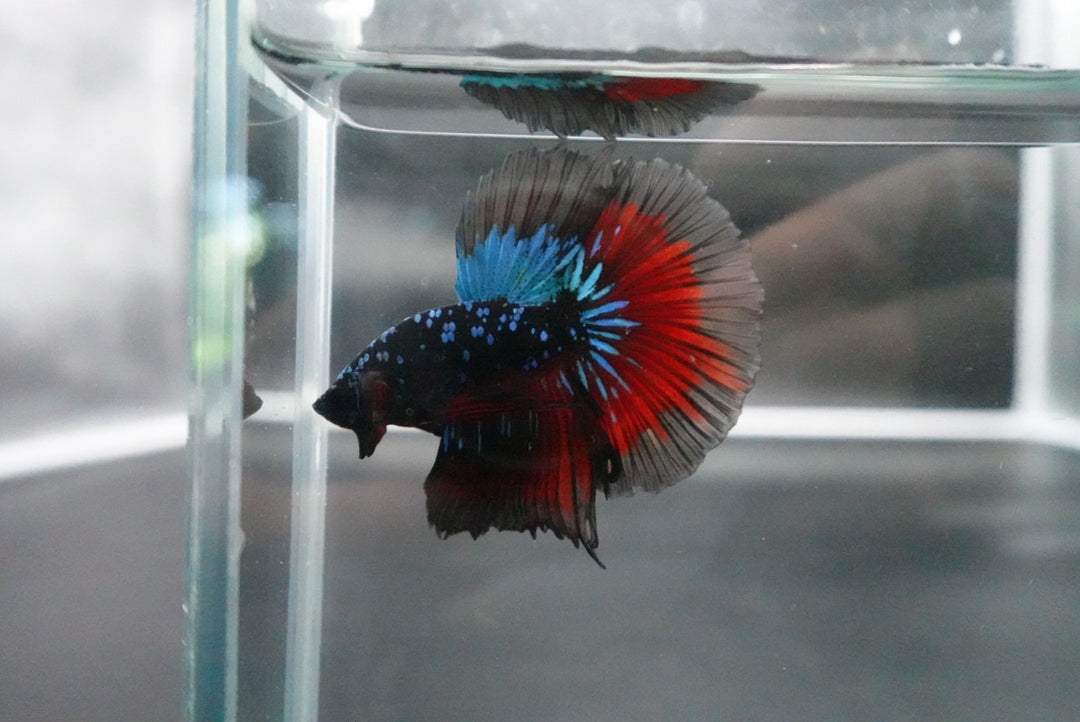 Rare Halfmoon Black Star Betta Fish