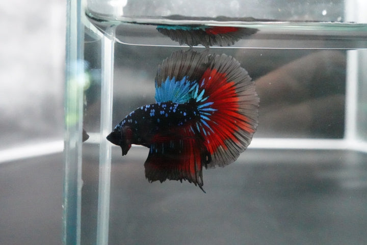 Rare Halfmoon Black Star Betta Fish