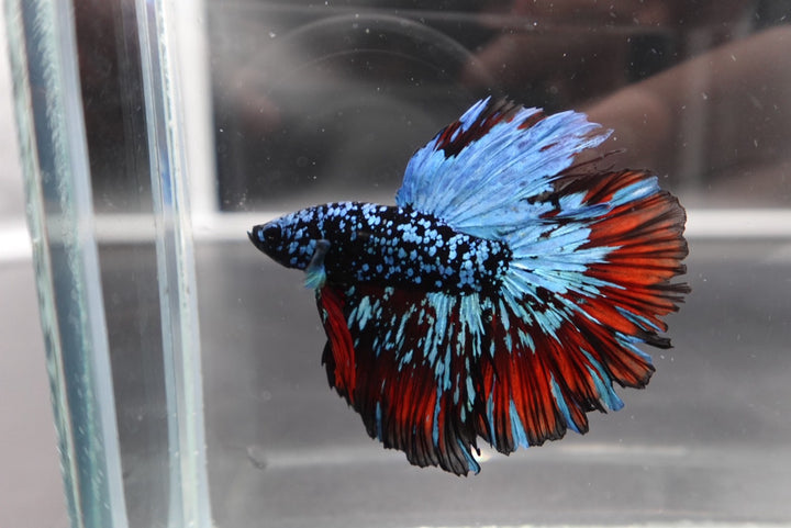 Rare Halfmoon Black Star Betta Fish
