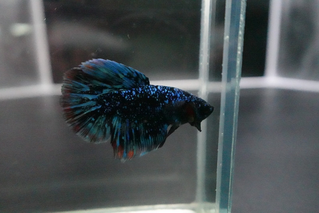 Rare Halfmoon Black Star Betta Fish