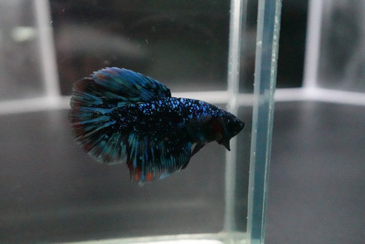 Rare Halfmoon Black Star Betta Fish
