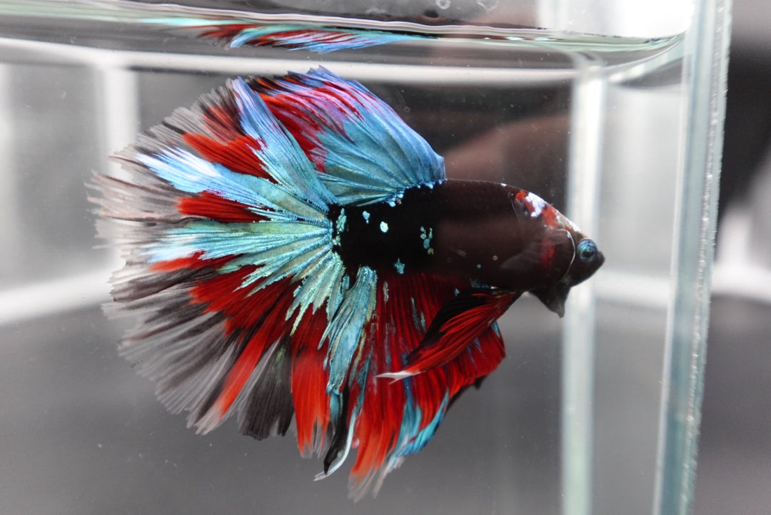Rare Halfmoon Black Star Betta Fish