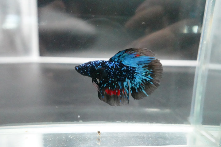 Rare Halfmoon Black Star Betta Fish