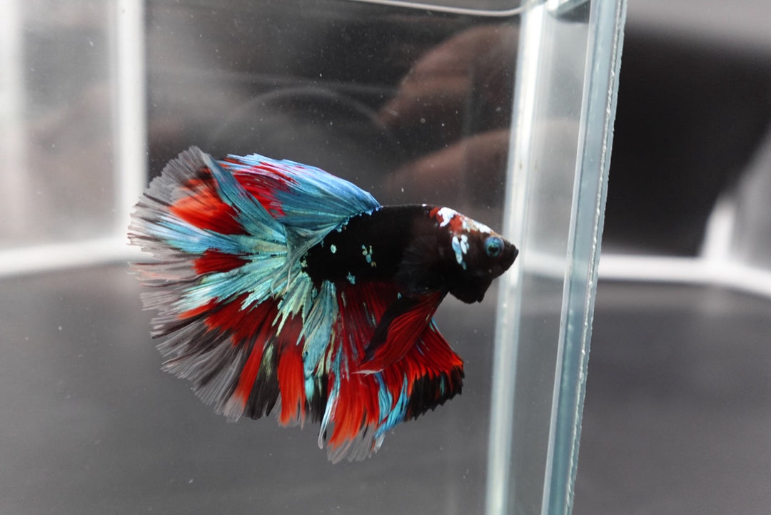 Rare Halfmoon Black Star Betta Fish