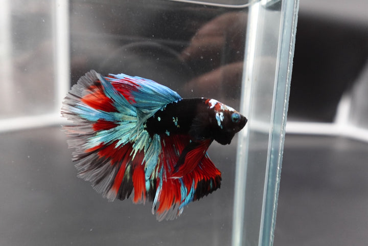 Rare Halfmoon Black Star Betta Fish