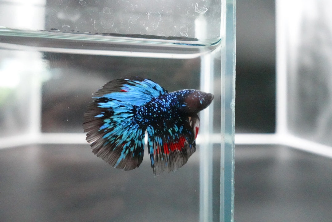 Rare Halfmoon Black Star Betta Fish