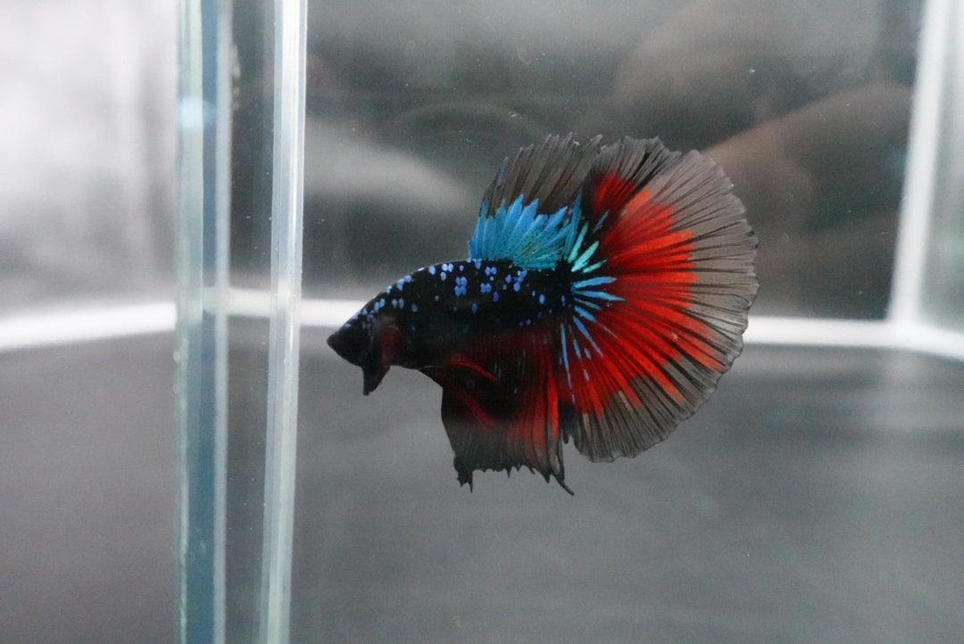 Rare Halfmoon Black Star Betta Fish