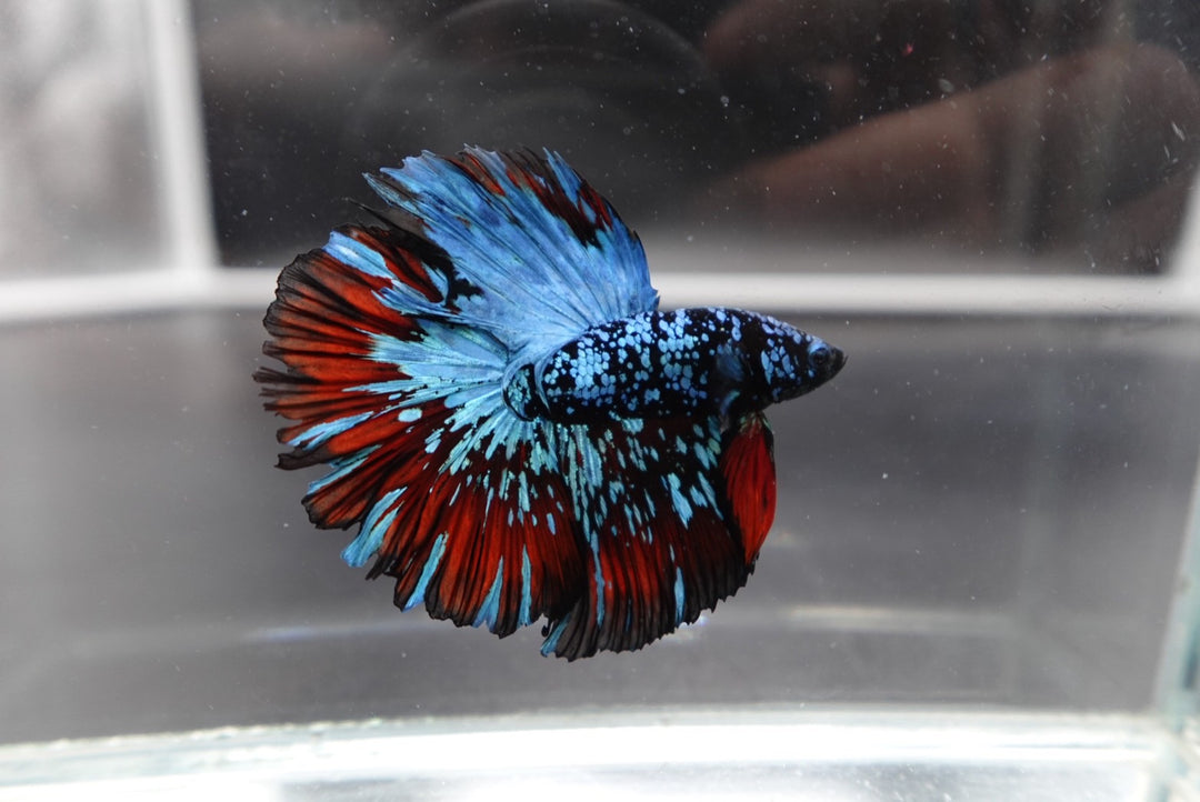 Rare Halfmoon Black Star Betta Fish