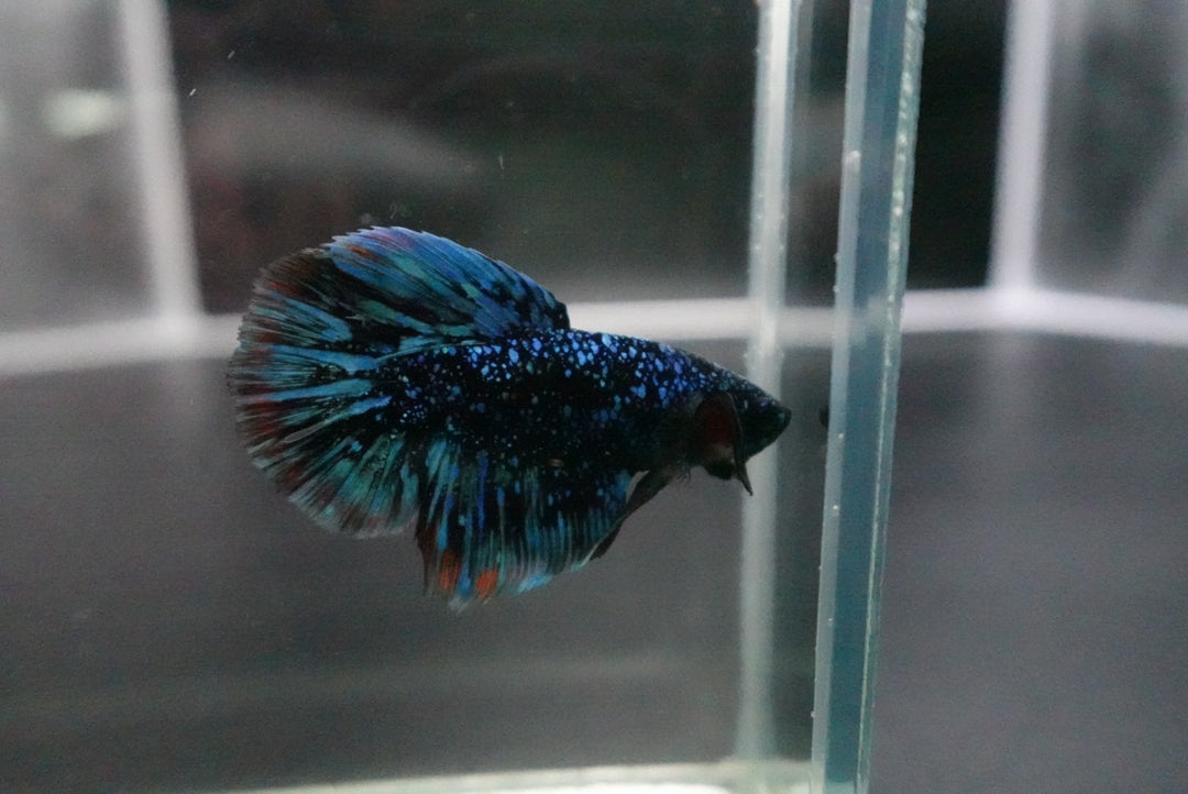 Rare Halfmoon Black Star Betta Fish