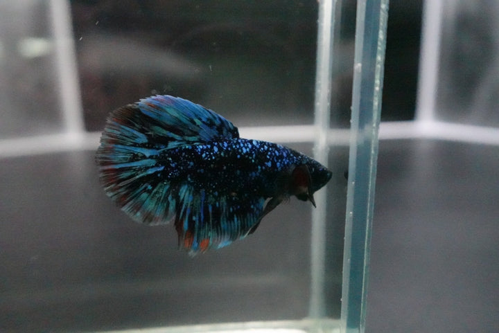Rare Halfmoon Black Star Betta Fish