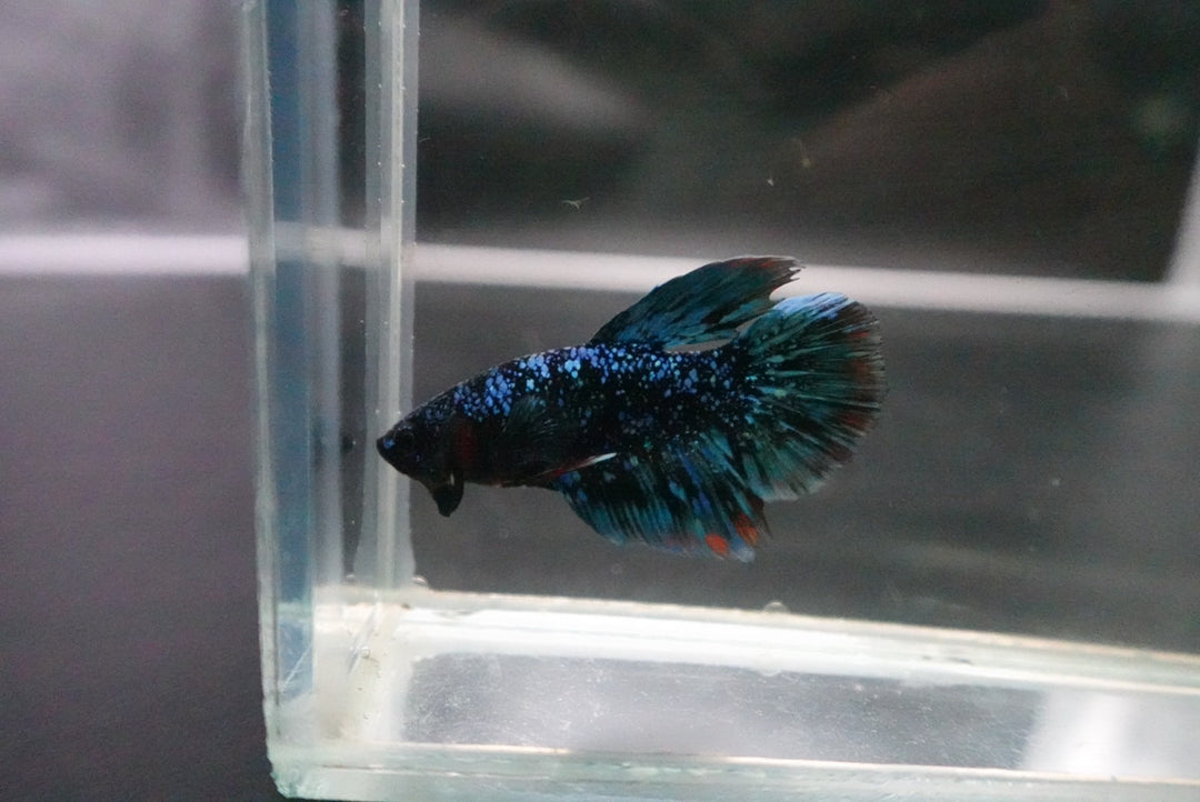 Rare Halfmoon Black Star Betta Fish