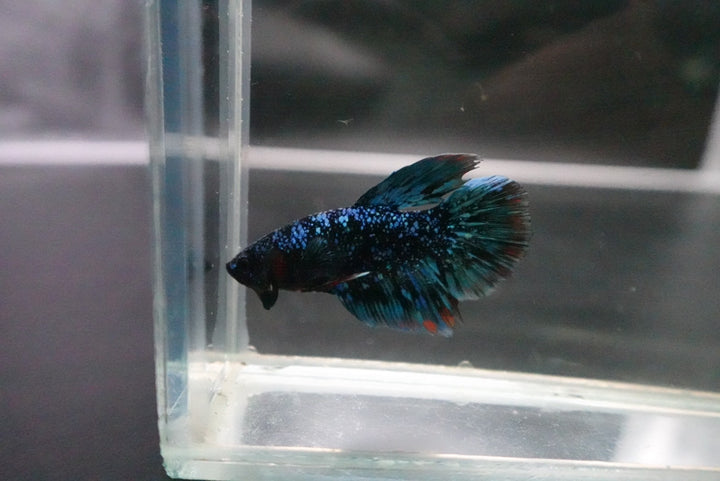 Rare Halfmoon Black Star Betta Fish