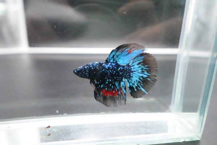 Rare Halfmoon Black Star Betta Fish