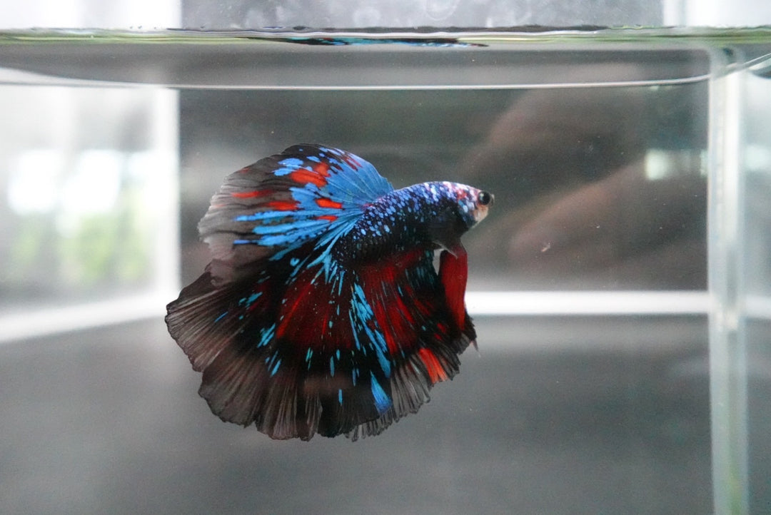 Rare Halfmoon Black Star Betta Fish