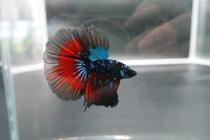 Rare Halfmoon Black Star Betta Fish