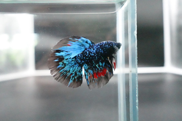 Rare Halfmoon Black Star Betta Fish