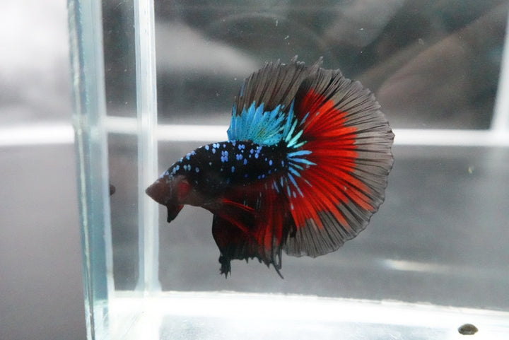 Rare Halfmoon Black Star Betta Fish