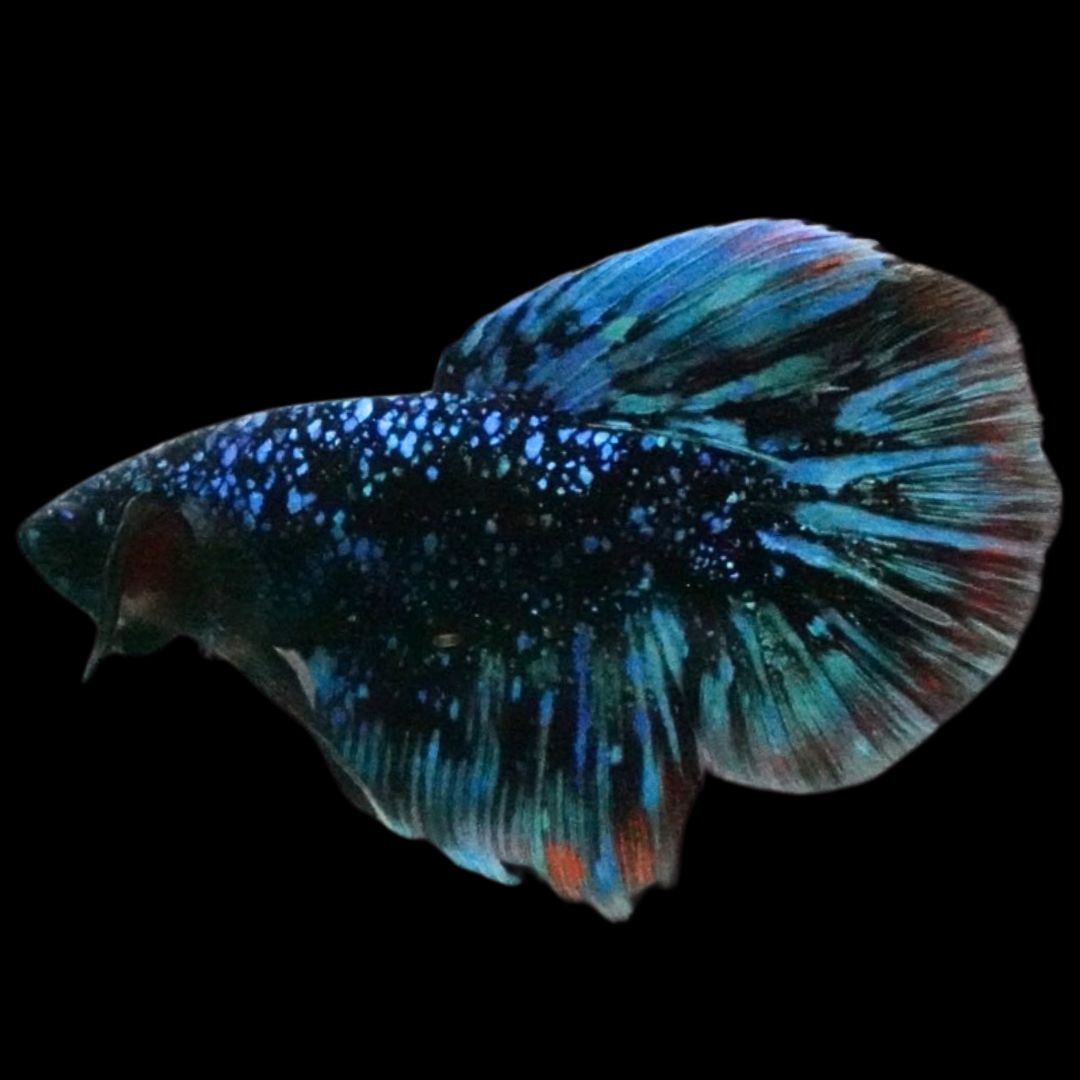 Rare Halfmoon Black Star Betta Fish