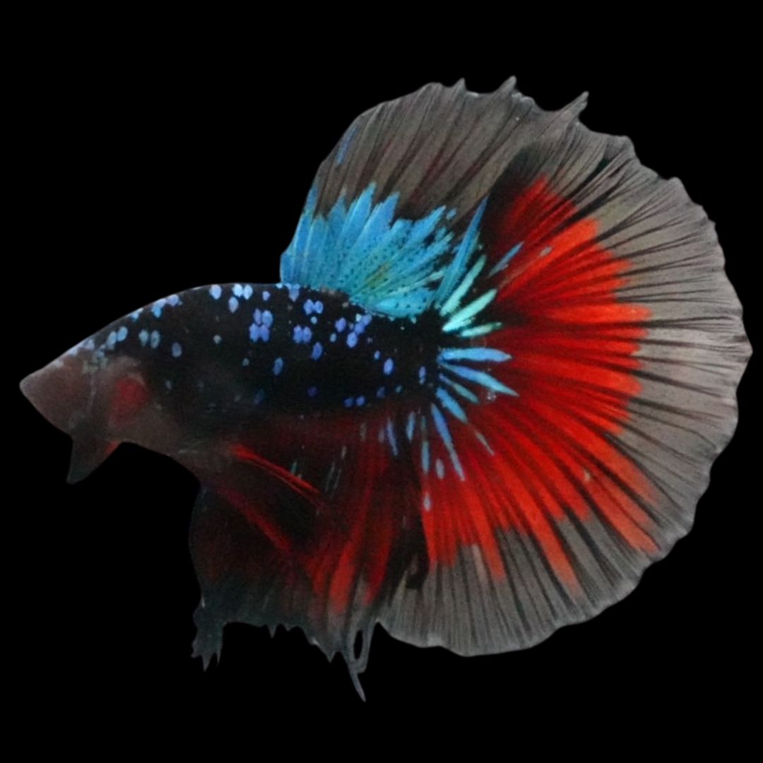 Rare Halfmoon Black Star Betta Fish