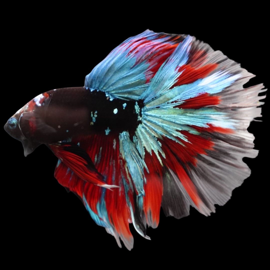 Rare Halfmoon Black Star Betta Fish
