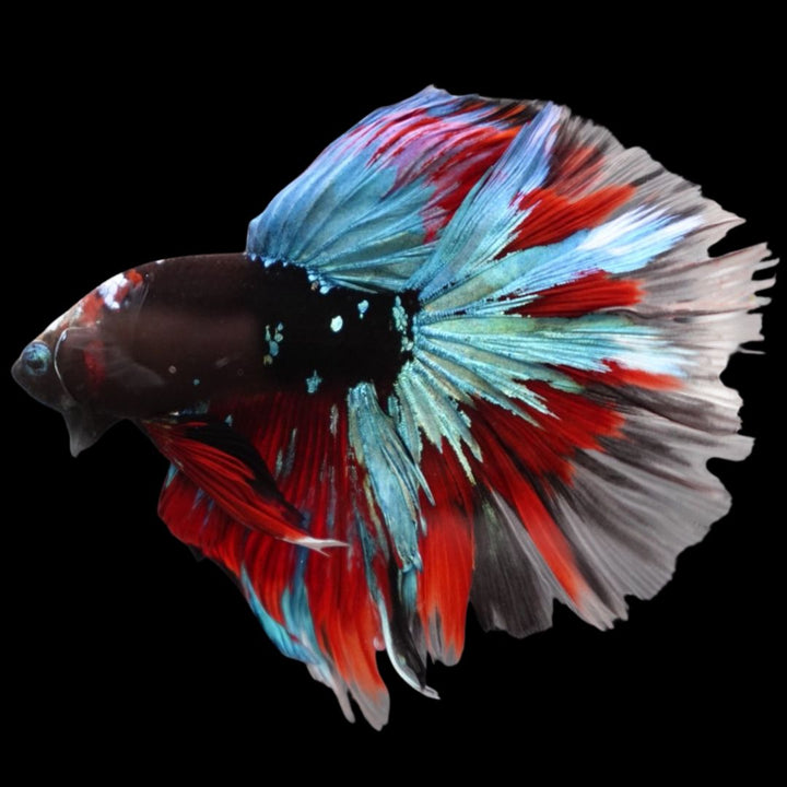 Rare Halfmoon Black Star Betta Fish