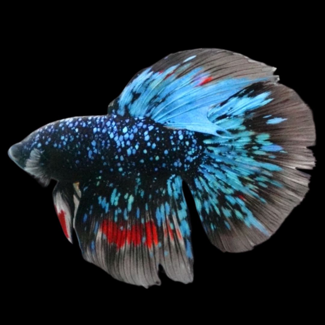 Rare Halfmoon Black Star Betta Fish