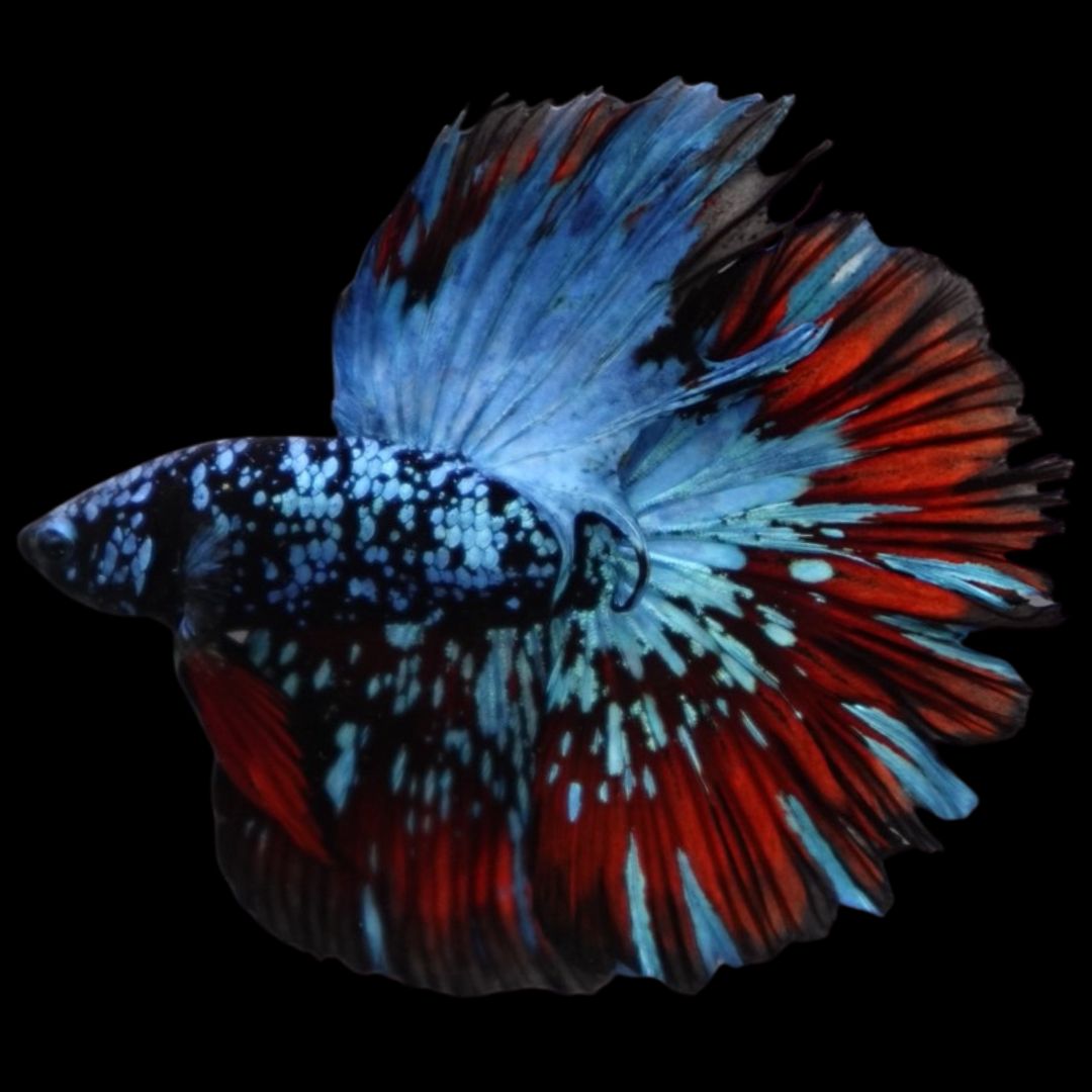 Rare Halfmoon Black Star Betta Fish