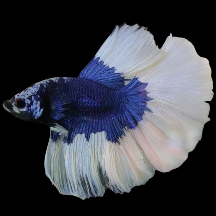 Rare Halfmoon Blue Butterfly Betta Fish