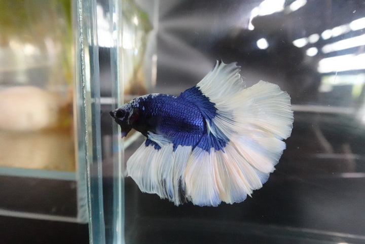 Rare Halfmoon Blue Butterfly Betta Fish