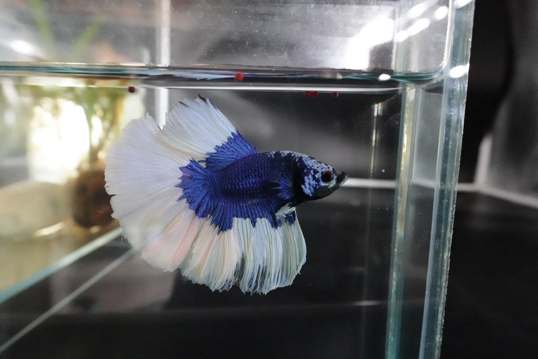 Rare Halfmoon Blue Butterfly Betta Fish