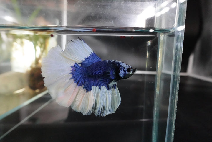 Rare Halfmoon Blue Butterfly Betta Fish