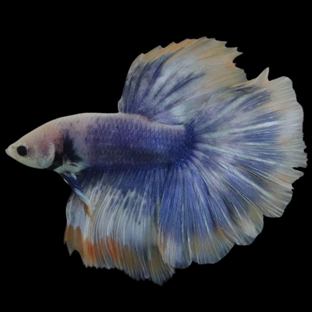 Rare Halfmoon Blue Mustard Betta Fish