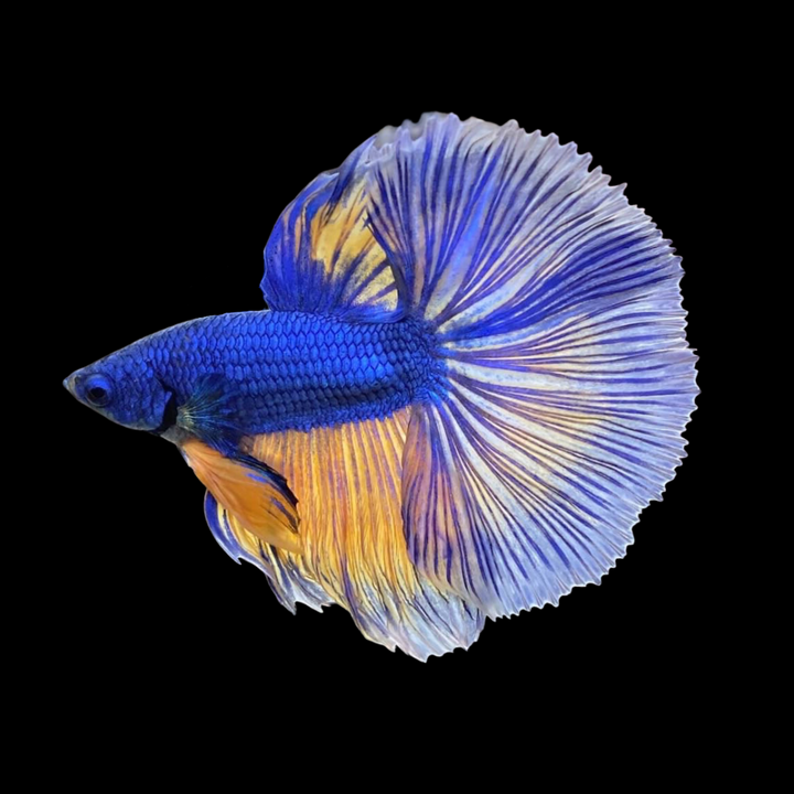 Halfmoon Blue Mustard Betta Fish