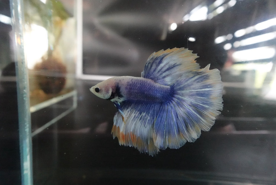 Rare Halfmoon Blue Mustard Betta Fish