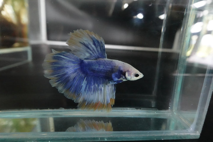 Rare Halfmoon Blue Mustard Betta Fish