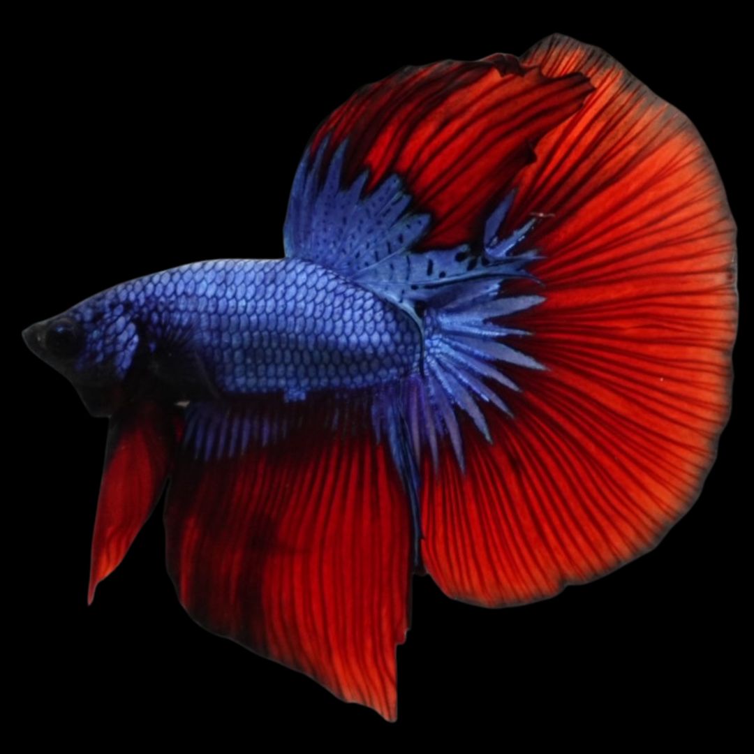 Rare Halfmoon Blue and Red Betta Fish