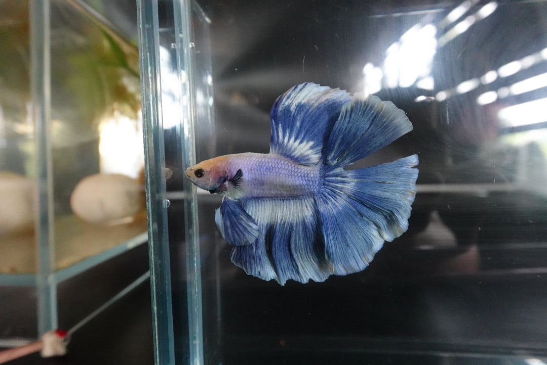 Rare Halfmoon Cloudy Betta Fish