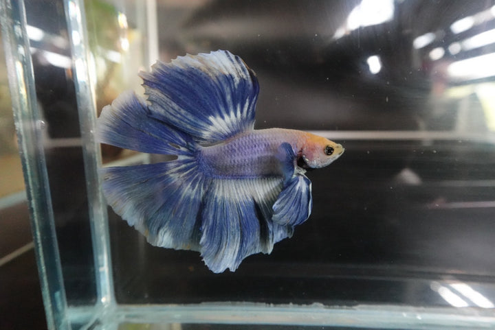 Rare Halfmoon Cloudy Betta Fish