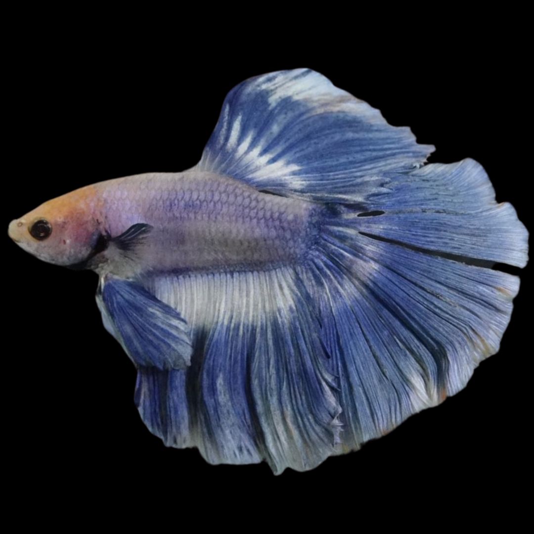 Rare Halfmoon Cloudy Betta Fish