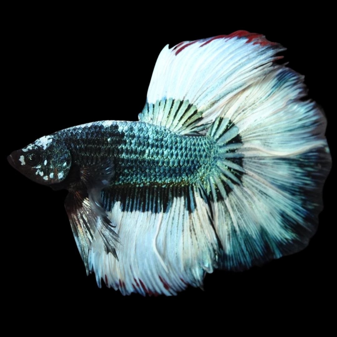 Rare Halfmoon Green Copper Betta Fish