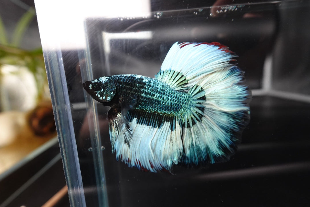 Rare Halfmoon Green Copper Betta Fish