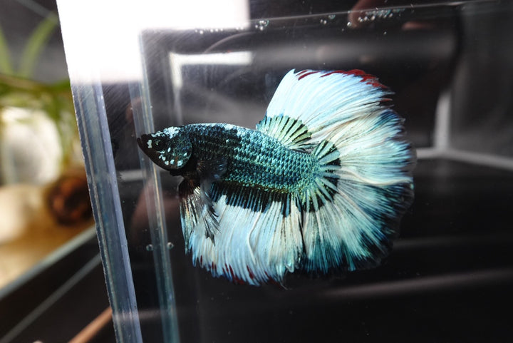 Rare Halfmoon Green Copper Betta Fish
